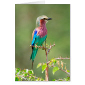 Colorful bird (Front)