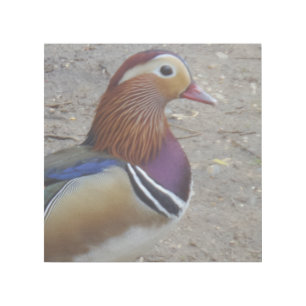 Colorful Bird 12" x 12" Gallery Wrap