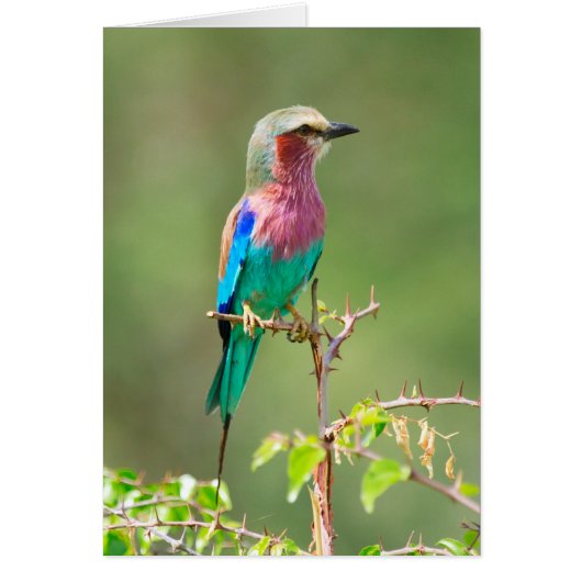 Colorful bird cards (Front)