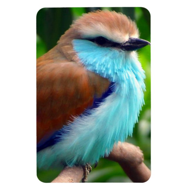 Colorful Bird Magnet (Vertical)
