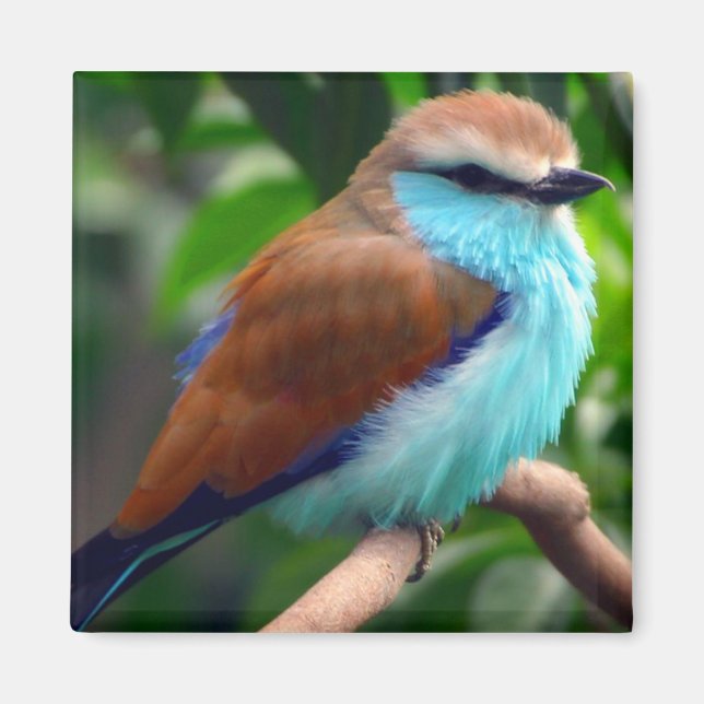 Colorful Bird Magnet (Front)