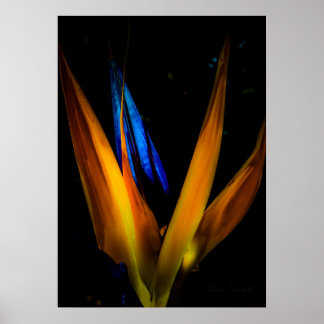 Colorful Bird of Paradise Flower Poster Print