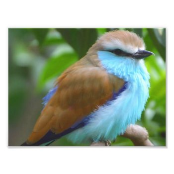 Colorful Bird Photo Print by pdphoto at Zazzle