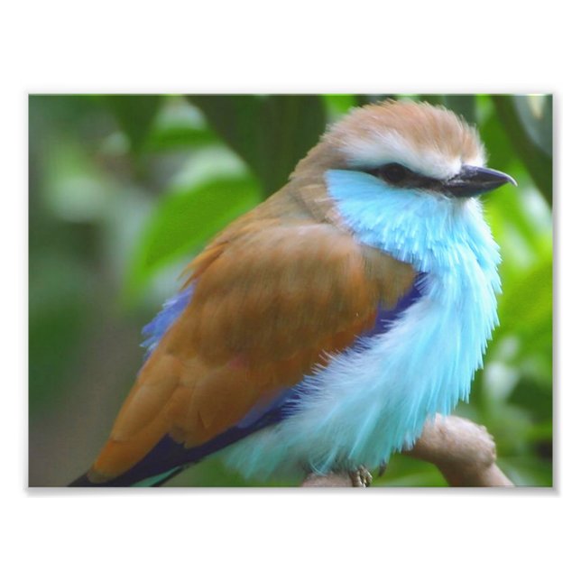 Colorful bird photo print (Front)