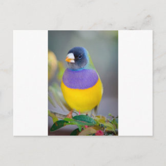 Colorful Bird Postcard