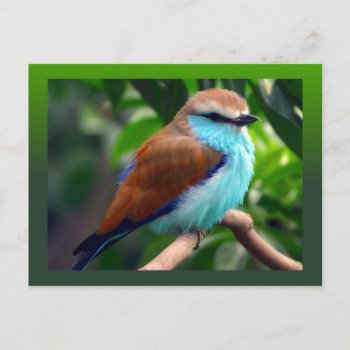 Colorful Bird Postcard by stellerangel at Zazzle