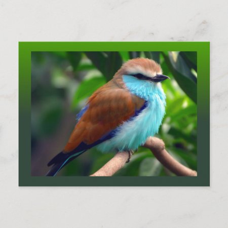 Colorful Bird Postcard