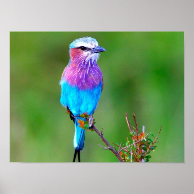 Colorful Bird Poster (Front)