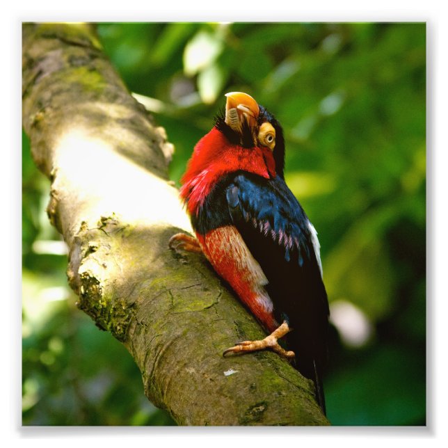 Colorful Bird Rainforest Photo Print (Front)