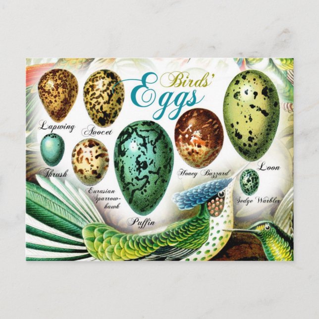 Colorful Birds' Eggs Postcard (Front)