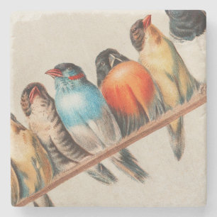 Colorful Birds on a Perch 2 Stone Coaster