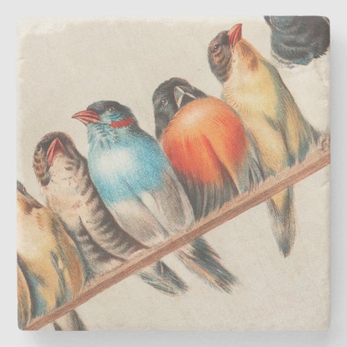 Colorful Birds on a Perch 2 Stone Coaster