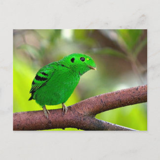 Colorful Birds Postcard
