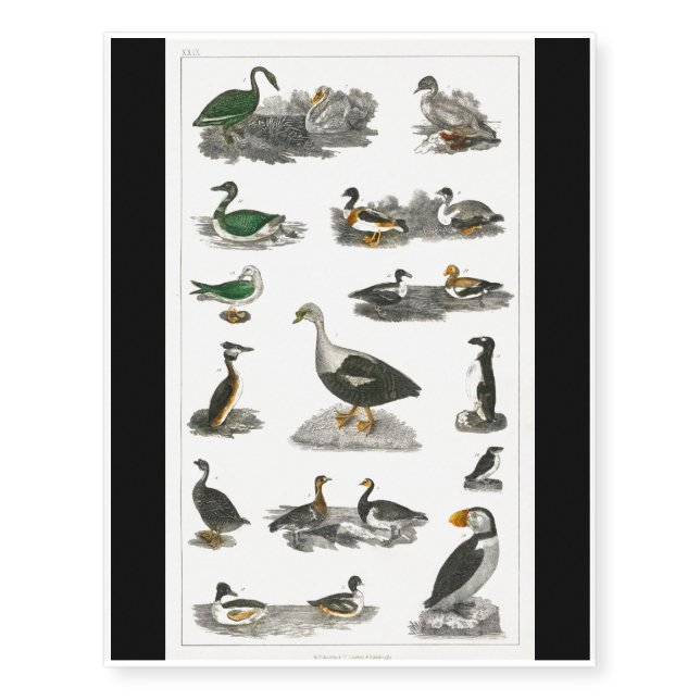Colorful Birds | Wings Wildlife Temporary Tattoos (Front)