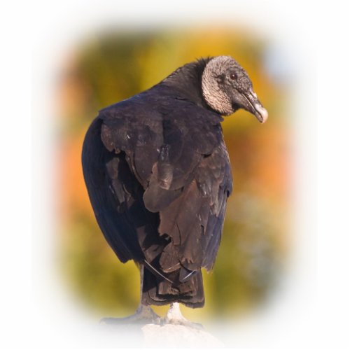 Colorful Black Vulture Cutout