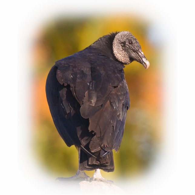 Colorful Black Vulture Cutout (Front)