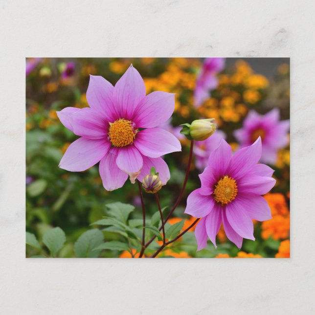 Colorful Blooming Dahlia Flowers   Postcard (Front)