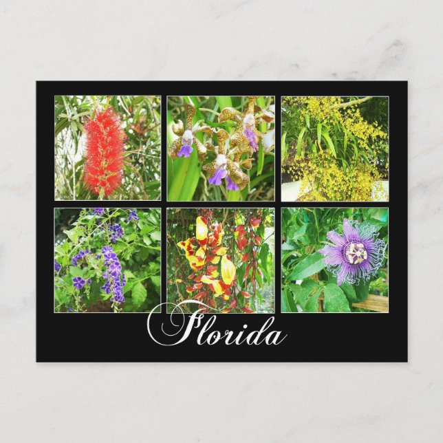 Colorful blooms in Florida Postcard (Front)