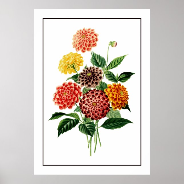 Colorful Botanical Flowers Illustration Poster (Front)