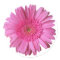 Colorful Bright Pink Gerber Daisy Sticker