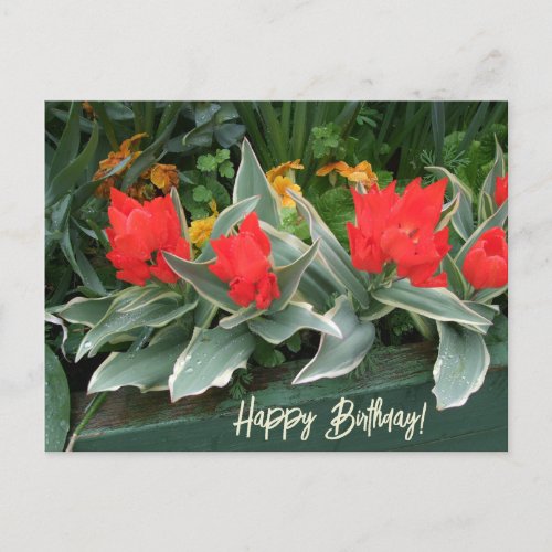 Colorful bright red tulips happy birthday floral  postcard