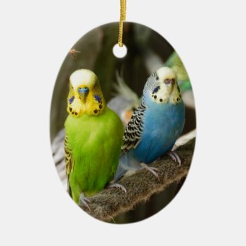 Colorful Budgie Bird Ceramic Ornament by Wonderful12345 at Zazzle