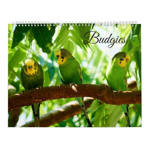 Colorful Budgies Parakeet Bird Lover  Calendar