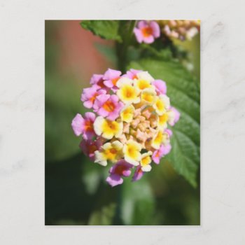 Colorful Bunch Postcard by Widdendreams at Zazzle