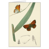 Colorful Butterflies Fluttering Around a Leaf (Front)