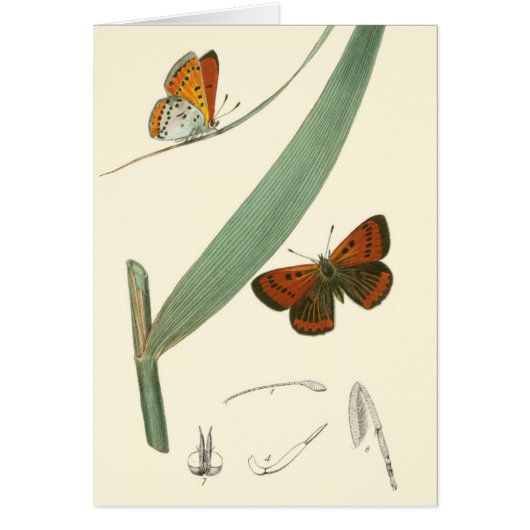 Colorful Butterflies Fluttering Around a Leaf (Front)