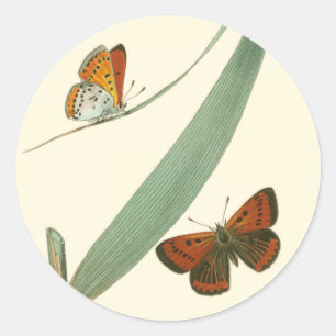 Colorful Butterflies Fluttering Around a Leaf Classic Round Sticker