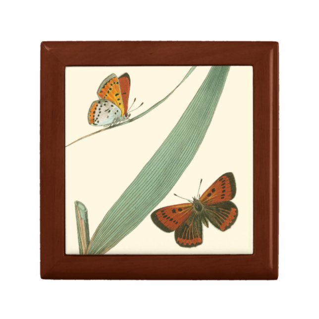 Colorful Butterflies Fluttering Around a Leaf Gift Box (Front)