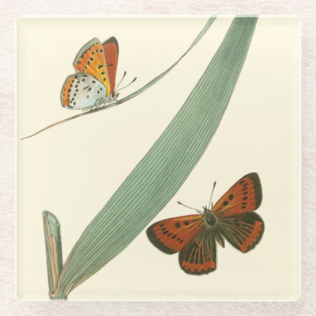 Colorful Butterflies Fluttering Around a Leaf Glass Coaster (Front)