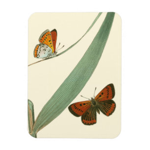 Colorful Butterflies Fluttering Around a Leaf Magnet