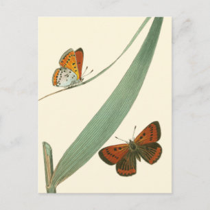 Colorful Butterflies Fluttering Around a Leaf Postcard
