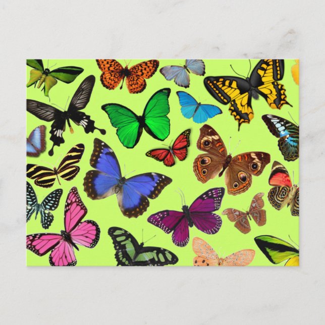 Colorful Butterflies Postcard (Front)