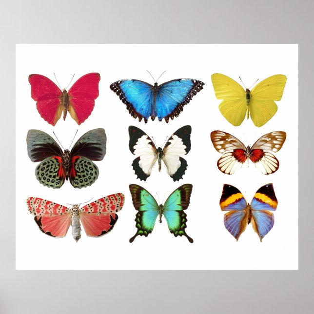 Colorful Butterflies Poster Print (Front)