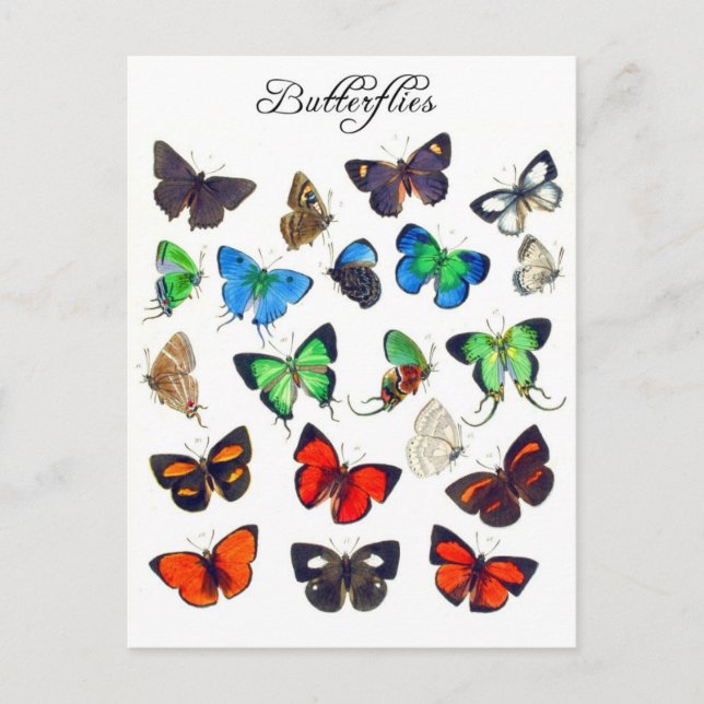 Colorful Butterfly Collection Postcard (Front)