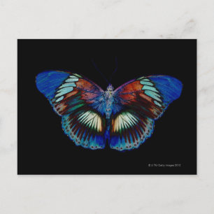 Colorful Butterfly design against black backdrop 2 Postcard