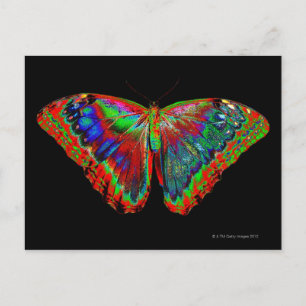Colorful Butterfly design against black backdrop 3 Postcard
