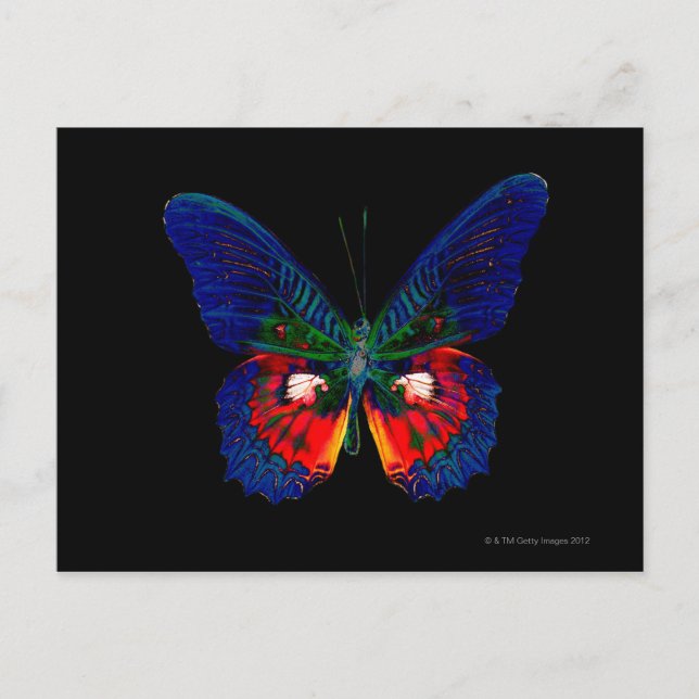 Colorful Butterfly design against black backdrop Postcard (Front)
