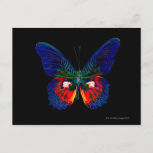 Colorful Butterfly design against black backdrop Postcard