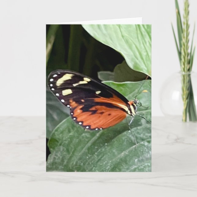 Colorful Butterfly Greeting  Card (Front)