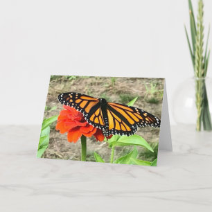 Colorful Butterfly Greeting  Card