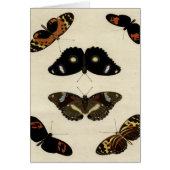 Colorful Butterfly Medley on Cream Background (Front)