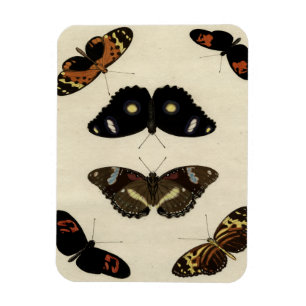 Colorful Butterfly Medley on Cream Background Magnet