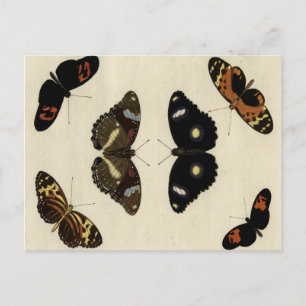 Colorful Butterfly Medley on Cream Background Postcard