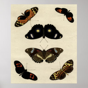 Colorful Butterfly Medley on Cream Background Poster