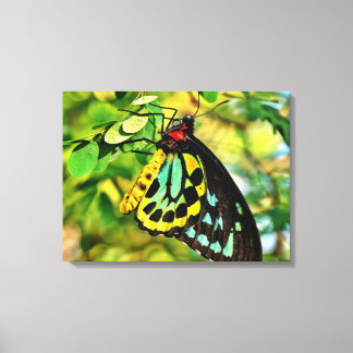 Colorful Butterfly On Canvas Print