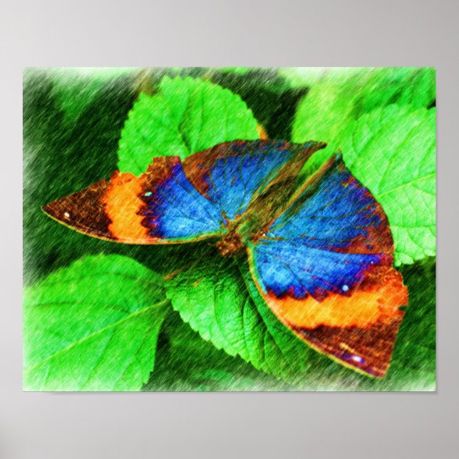 Colorful Butterfly Pencil Nature Art  Poster (Front)